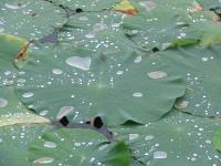 Albums/20060800-China Aug 2006/20060804-Shenyang University/52